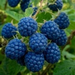 BlueRasberry