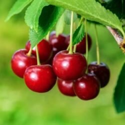 Cherry